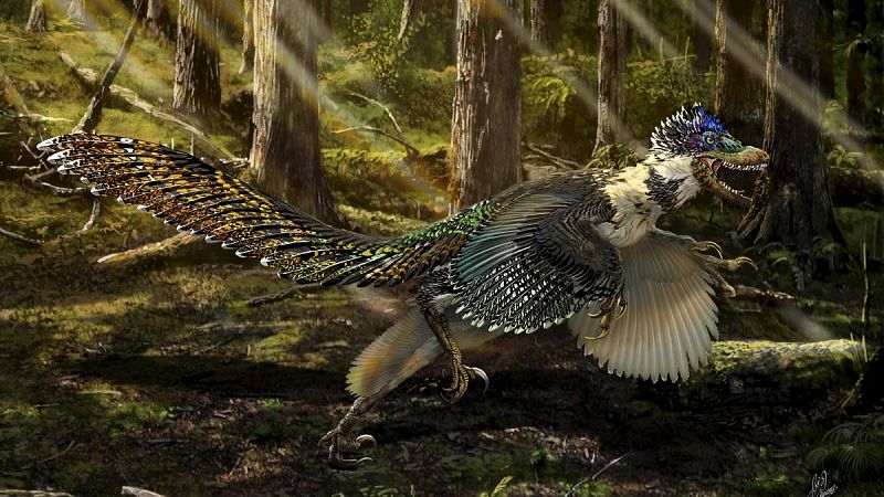 Descubren en China un 'primo' con plumas del velociraptor