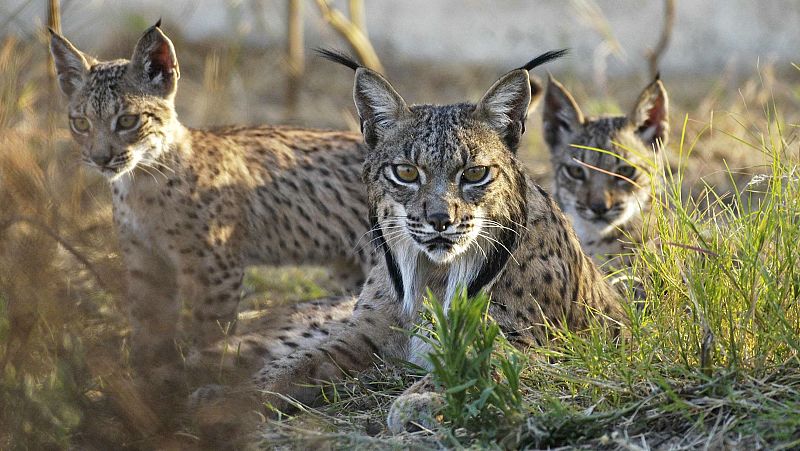 Más de 160 linces muertos en Doñana desde 1982, una cifra que va en aumento