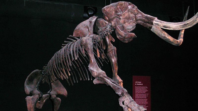Un abrupto cambio en el clima fue la causa de la desaparición de los mamuts