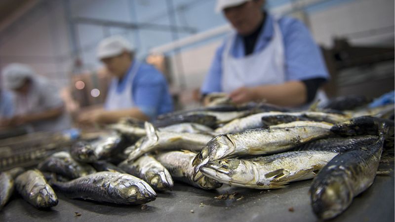 El consumo de pescado anual por persona baja en tres kilos y medio desde 2009