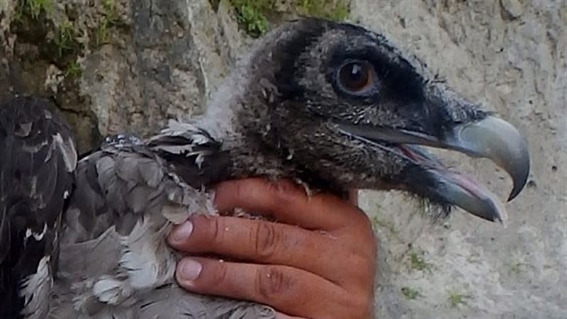 El primer quebrantahuesos nacido en libertad echa a volar