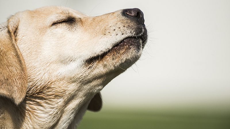 El olfato de los perros como método de detección precoz del cáncer de próstata