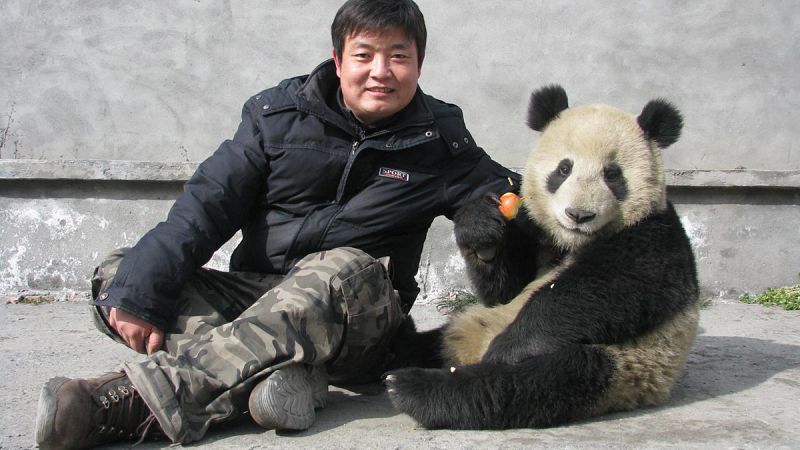 Los pandas tienen un ritmo vital único entre los animales