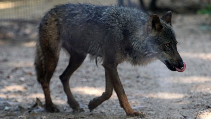 La genética de los lobos ibéricos del sur de España está mezclada con perros