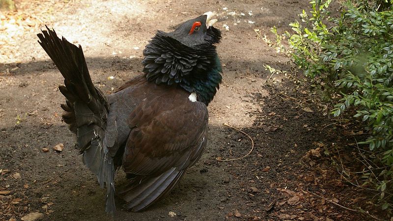El urogallo cantábrico, en peligro de extinción