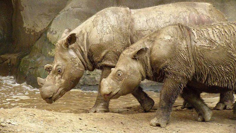El rinoceronte de Sumatra, extinguido en Malasia