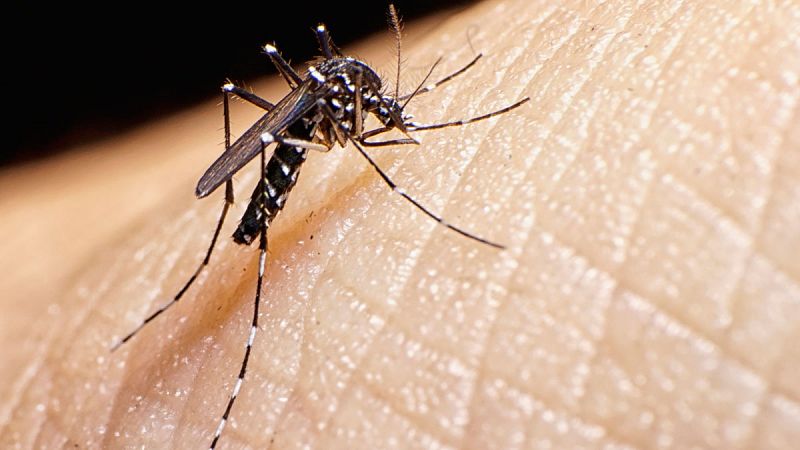 Confirman el primer caso de infección por virus chikunguña en España