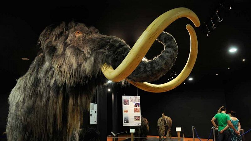 El mamut se extendió por 33 millones de km2 durante la Edad del Hielo