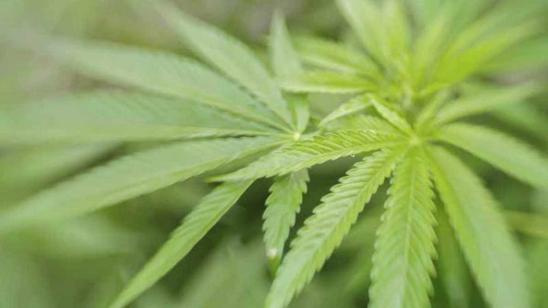 Realizan el primer gran estudio genético de las plantas de marihuana y cáñamo