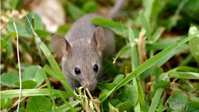 Ratones y plantas comparten un mismo mecanismo de control en la división celular que origina los gametos