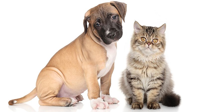 ¿Por qué los gatos son más independientes que los perros?