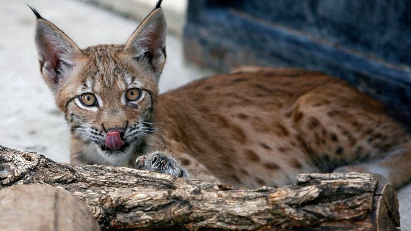 El lince boreal habitó en el norte de la península ibérica hasta hace 400 años