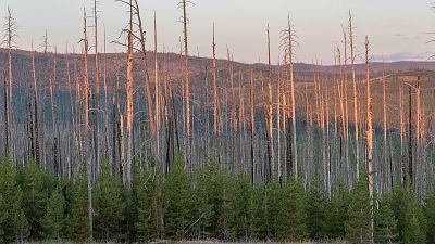 Generación verde - Restauración del monte quemado: tarea urgente - 10/09/15