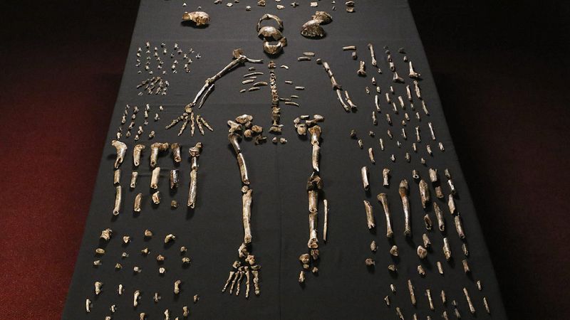Descubren en Sudáfrica al 'Homo naledi', una nueva especie de homínido con rasgos de 'Australopithecus'