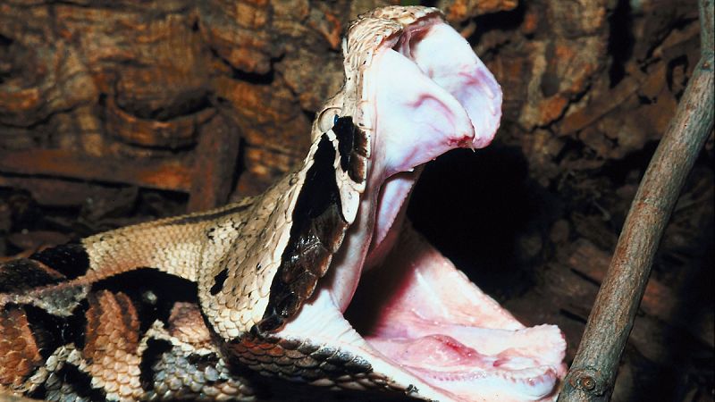 África se queda desprotegida ante el veneno de las serpientes