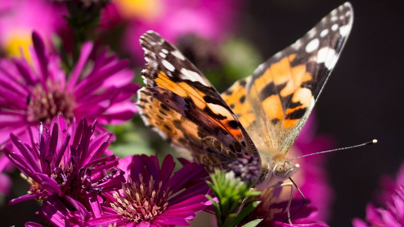 Mariposas con genes de avispa: la naturaleza crea animales transgénicos