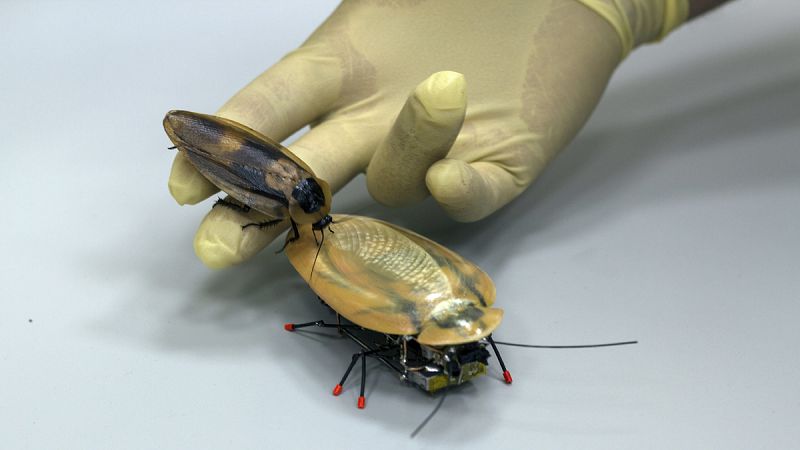 Una cucaracha robot, el último grito en biotecnología