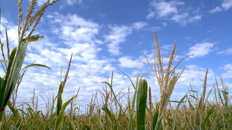 España no está entre los once países europeos que han pedido quedar exentos del cultivo de transgénicos