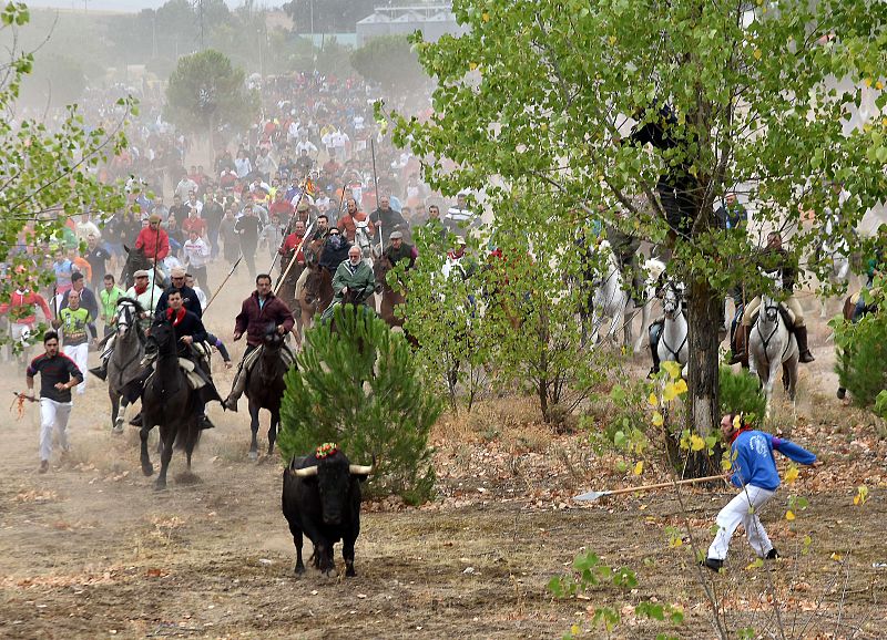 Un juzgado de Valladolid declara nula la autorización para celebrar el Toro de la Vega de 2014