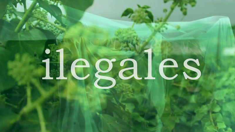 Ilegales publican el videoclip de "Regresa a Irlanda"