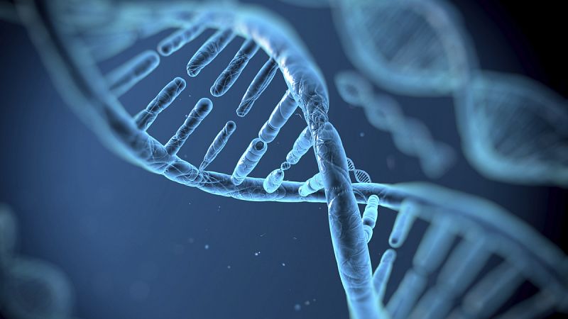 Los centrómeros enrollan el ADN en sentido contrario al de los cromosomas