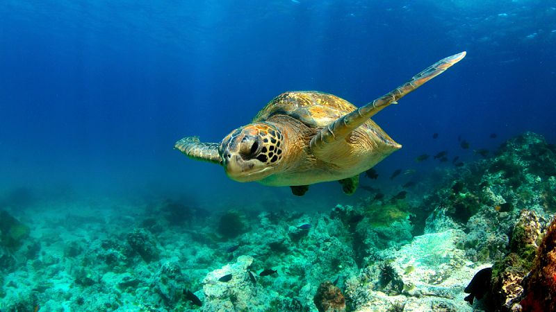El desove de tortugas verdes en Florida alcanza un máximo histórico