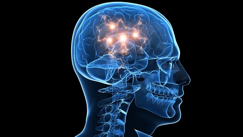 Reproducen digitalmente por primera vez un fragmento del cerebro humano