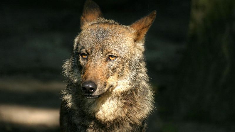 Siete lobos en semilibertad inauguran un nuevo Centro del Lobo Ibérico en Zamora