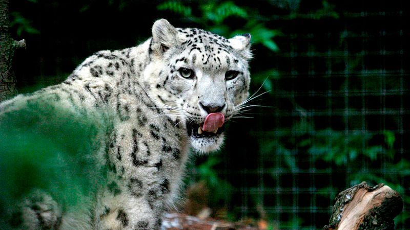 El leopardo de las nieves está en peligro de extinción por el cambio climático