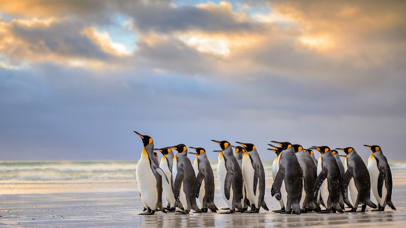 Los pingüinos rey, amenazados por los cambios climáticos