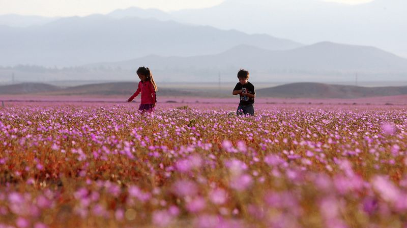El desierto de Atacama se cubre de flores
