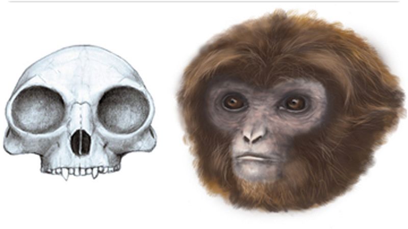Un nuevo primate hallado en España podría ser el último nexo común entre gibones y humanos