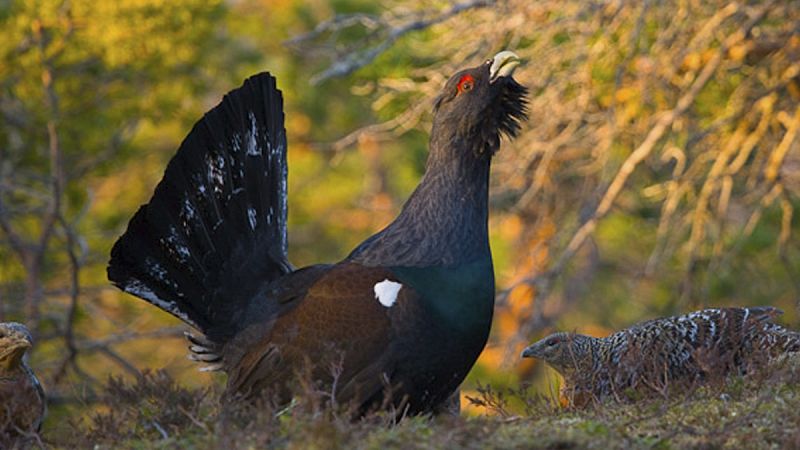 El canto del urogallo se apaga en los bosques del norte peninsular