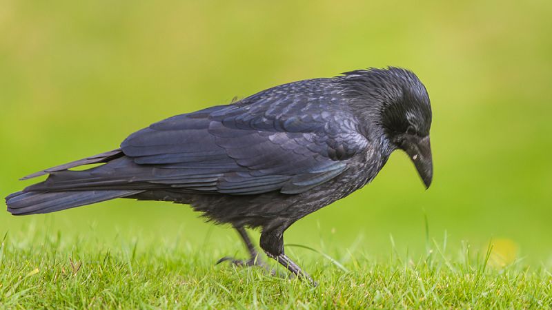 Los cuervos modifican sus relaciones sociales para transmitir conocimiento