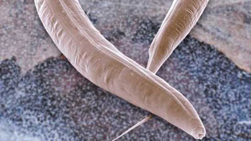 Crean un modelo de gusano para investigar un subtipo de ceguera rara