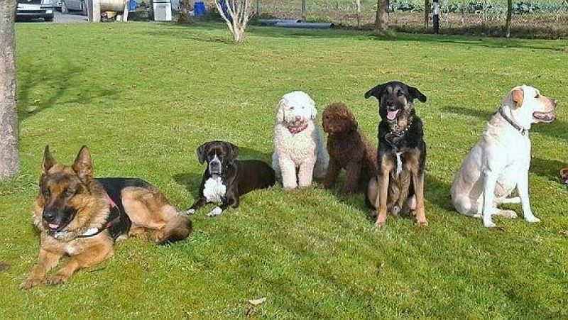 Personas sin hogar educando a perros sin hogar