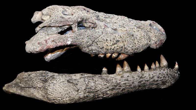 Descubren en Cuenca el fósil de una nueva especie de cocodrilo