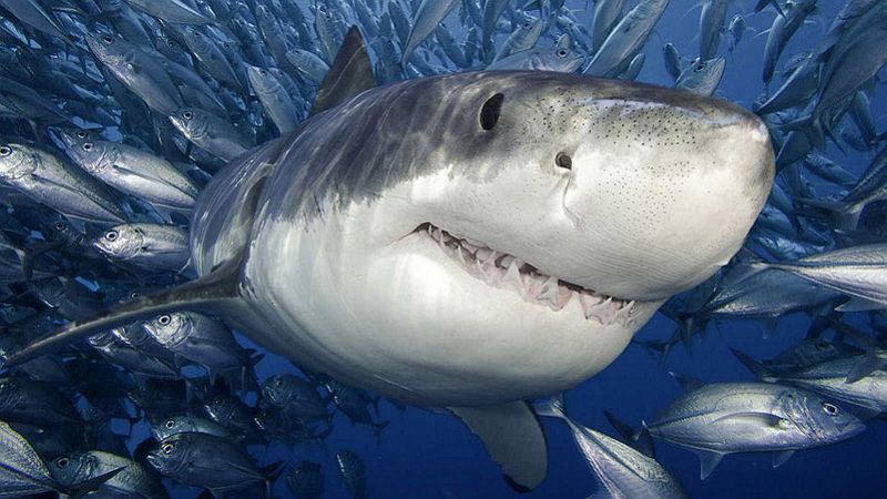 Fotografiar y nadar con tiburones