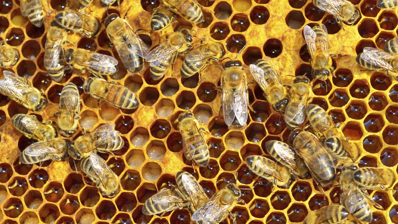 Los primeros apicultores se remontan a la Edad de Piedra