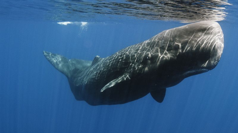 Los mares españoles, un santuario frágil de cetáceos