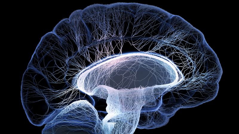 El cerebro olvida a propósito para ahorrar energía