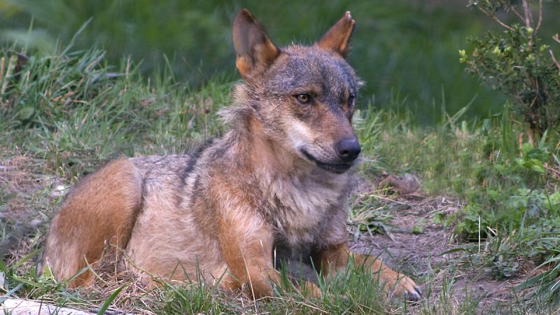 Ecologistas exigen un compromiso político para la conservación de los lobos