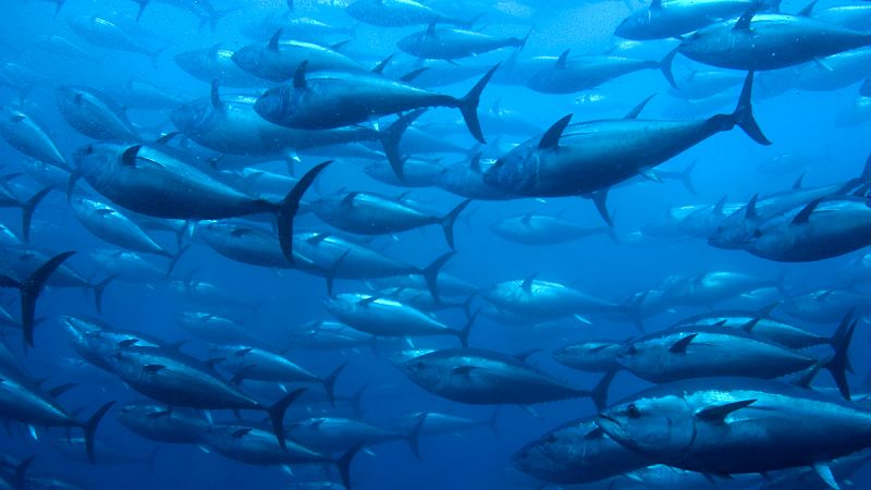 España incrementa casi un 20% la cuota de atún rojo con más de 3.500 toneladas para 2016