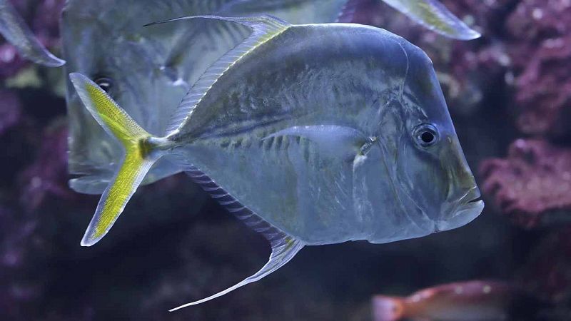 Descubren cómo algunos peces consiguen volverse 'invisibles' en el océano