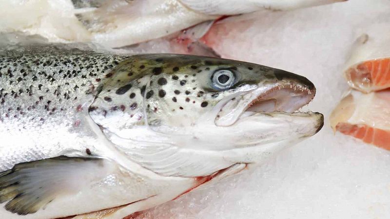 EE.UU. aprueba el consumo humano de un salmón modificado genéticamente