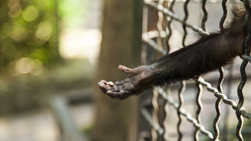 EEUU pone fin al uso de chimpancés para investigación médica