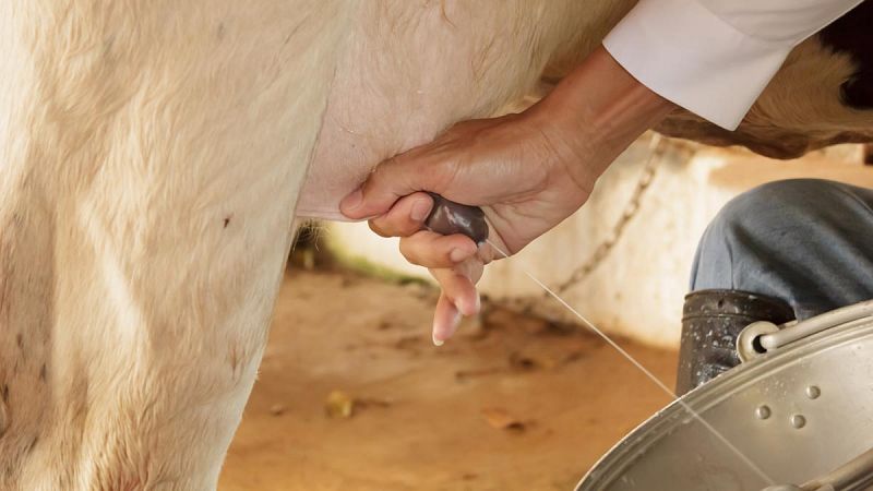 Los europeos adultos empezaron a digerir la leche hace 4.000 años