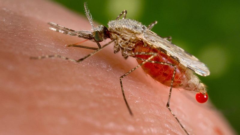 Científicos modifican genéticamente la resistencia a la malaria de los mosquitos