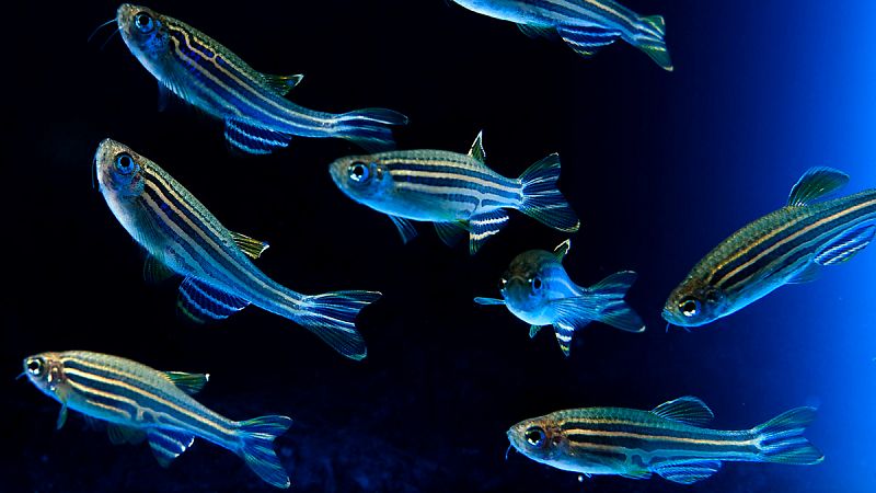Los peces podrían tener emociones y conciencia, según un estudio