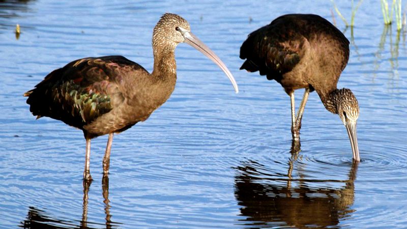 Un pájaro para ayudar a combatir la invasión del caracol manzana